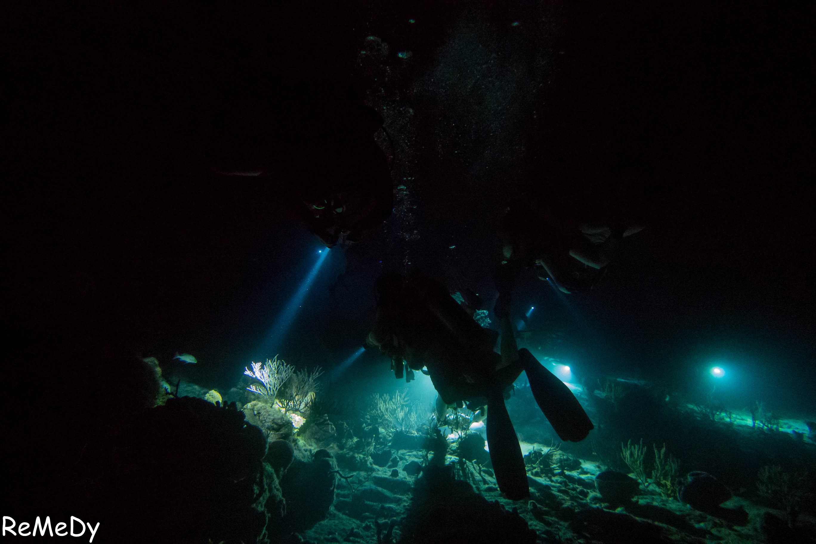 Night Dives<!-- 